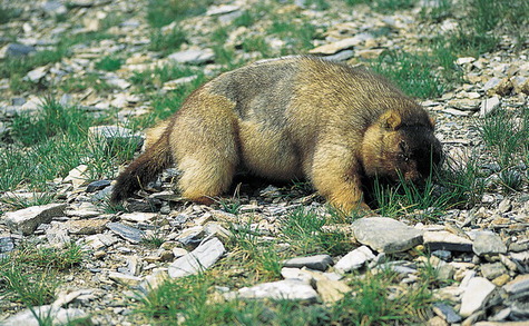 Marmota Bobak